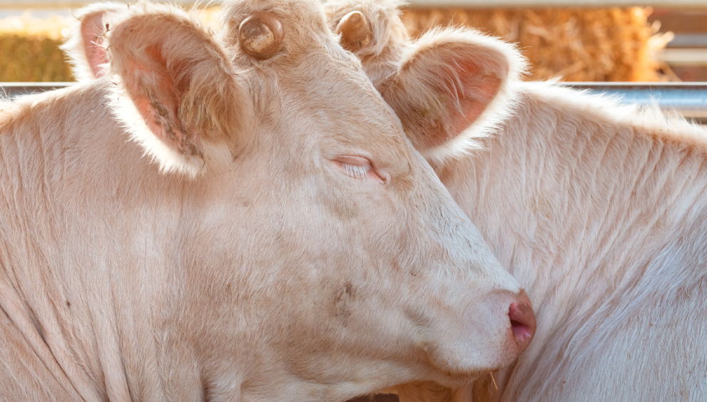 Reducing Stress in Animals During Slaughter