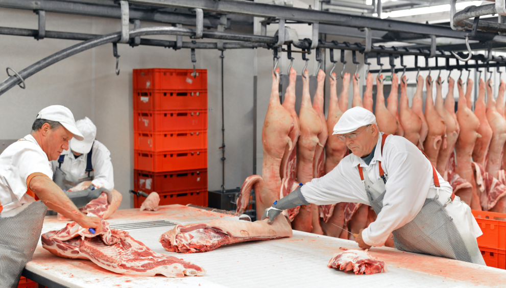 Worker Safety Standards in Slaughterhouses